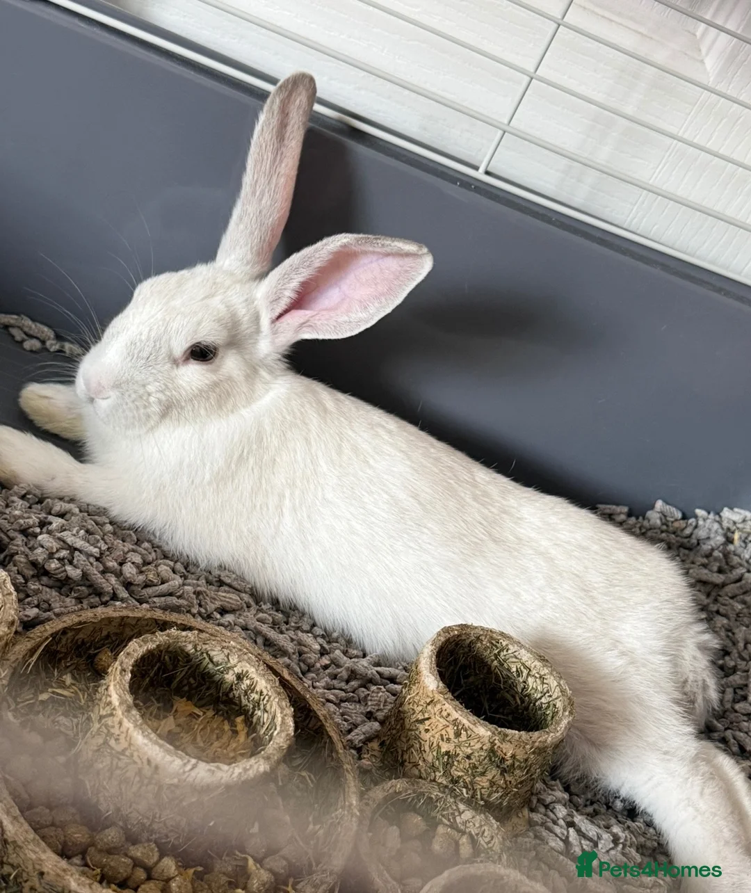 French Lop rabbits for sale: Beautiful 4-Month-Old Female Rabbit  - Advert 1