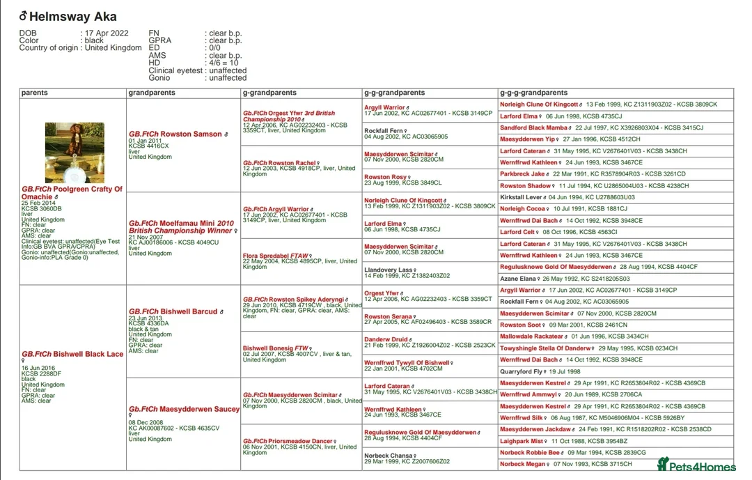 Cocker Spaniel dogs for stud: Ftch x ftch bred, 💥FULLY💥 health tested cocker in Cranbrook - Advert 4