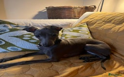 Italian Greyhound dogs for sale: Cutest ** KC Italian Greyhound’s  - Image 18