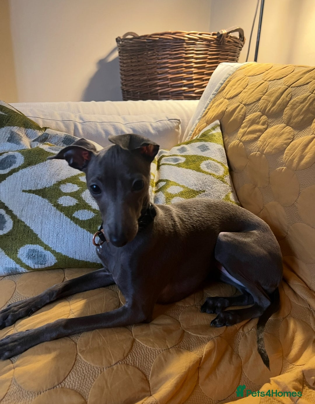 Italian Greyhound dogs for sale: Cutest ** KC Italian Greyhound’s  - Image 18