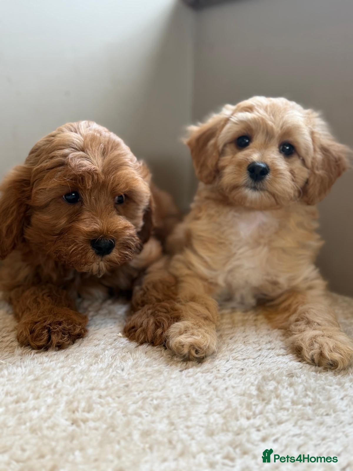 Cavachon dogs Cavapoochons  - Advert 1