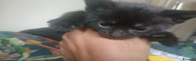 Mixed Breed Kitten 4