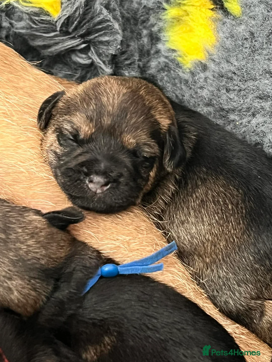 Border Terrier dogs for sale: Superb border terriers - Advert 1