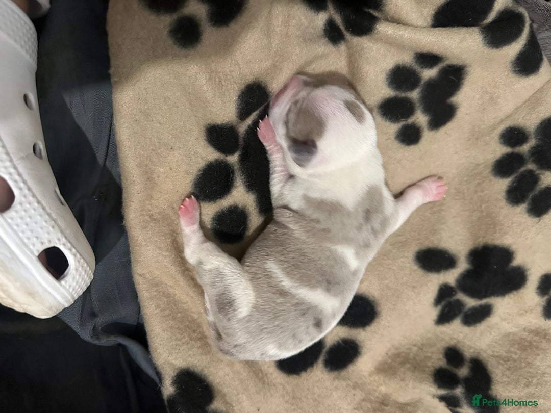Mixed Breed dogs for sale: American bull staff puppies  - Image 15