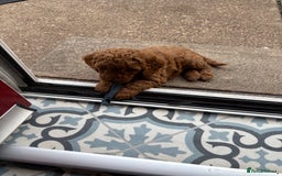 Miniature Poodle dogs for sale: Omg these Beautiful Litter Red Miniature Poodles  - Image 9