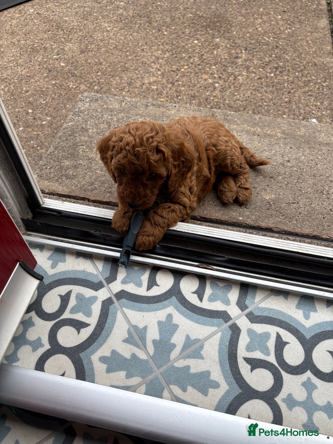 Miniature Poodle dogs for sale: Omg these Beautiful Litter Red Miniature Poodles  - Image 9