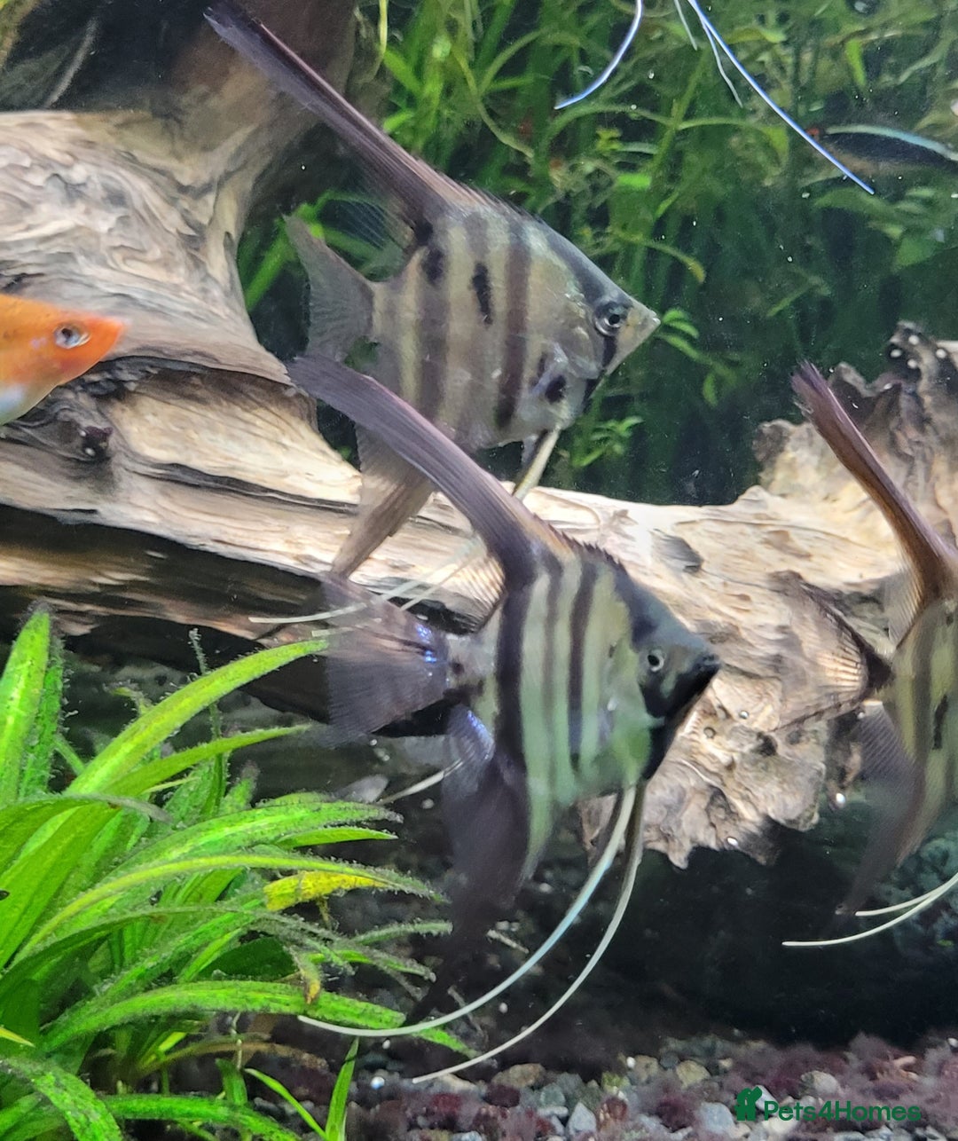 Angelfish fish for sale: Old school standard stripes Angel Fish - Advert 5