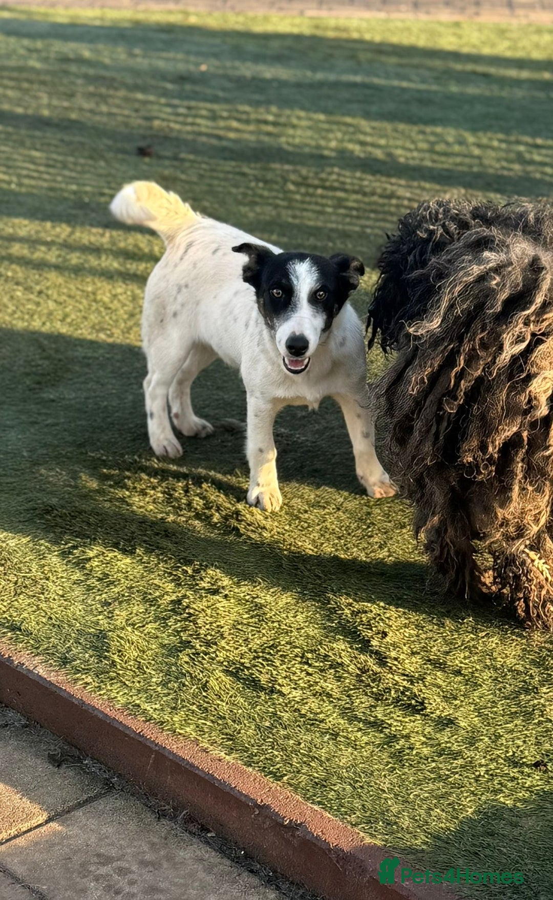 Mixed Breed dogs for adoption: Gorgeous little Andor looking for love - Advert 14