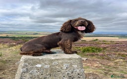 Cocker Spaniel dogs for stud: KC Cocker Spaniel Stud - Fully health tested  - Image 3