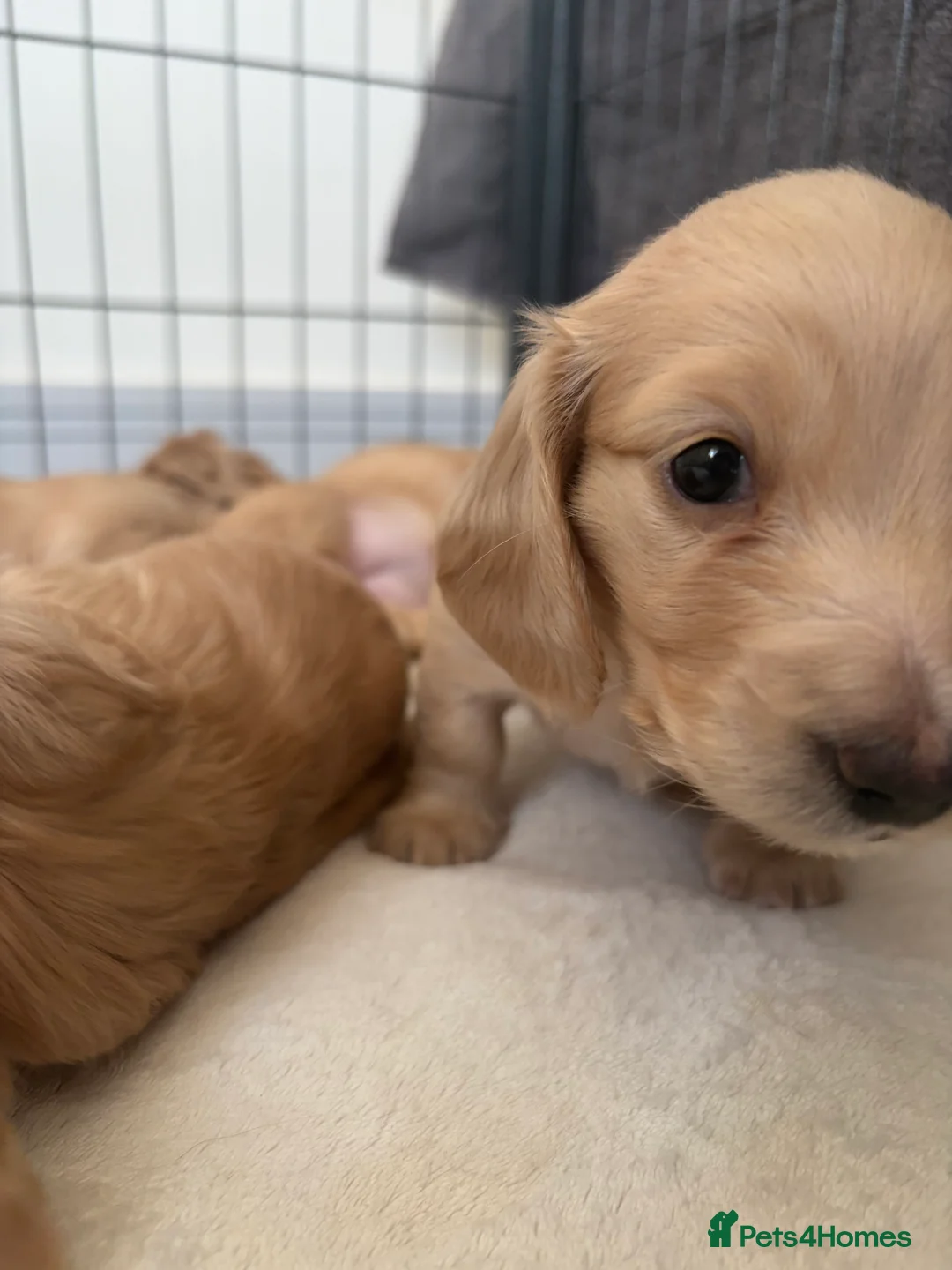 Miniature Dachshund dogs for sale: KC Registered Longhaired Miniature Dachshund Pups - Advert 15