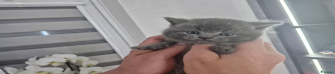 British Shorthair Kitten 1