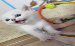 British Longhair cats for sale: 5 Beautiful blue eyed British Shorthair in London - Image 9