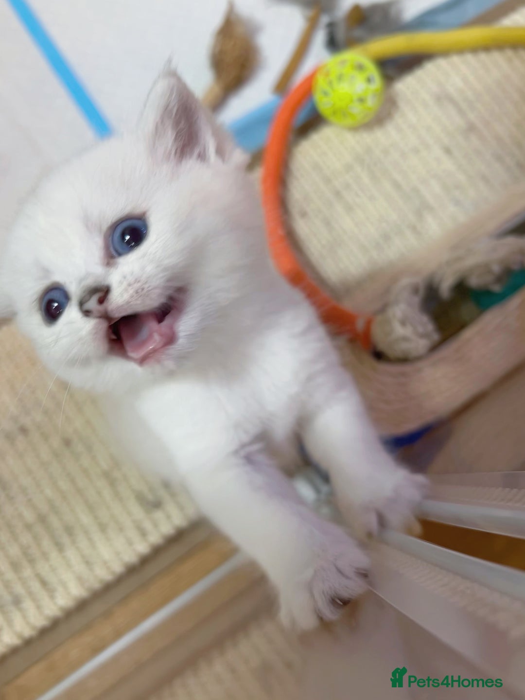 British Longhair cats for sale: 5 Beautiful blue eyed British Shorthair in London - Image 9