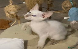 Oriental cats for sale: Oriental kitten - Image 5