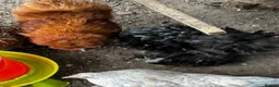 Chickens poultry for sale: 8 point of lay bantams  - Advert 18