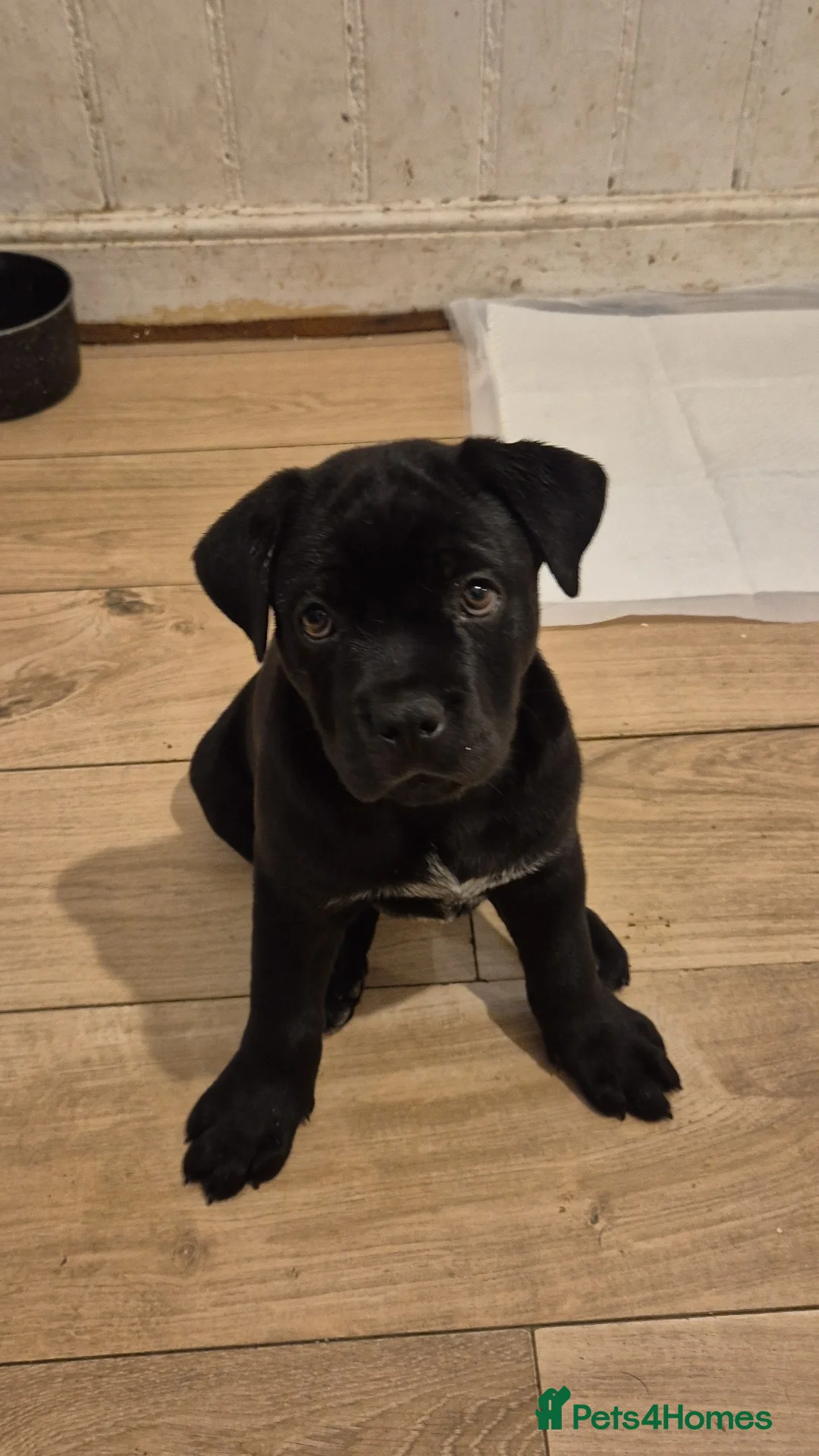 Mixed Breed dogs 12 rare Cane Corso x Chowski 8.5 weeks old ready - Advert 2