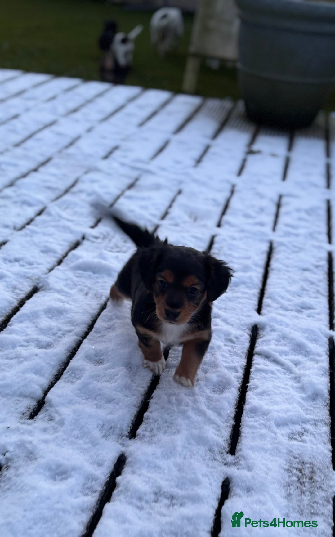 Jack Russell dogs for sale: Jack Russell terrier Pups!  - Advert 13