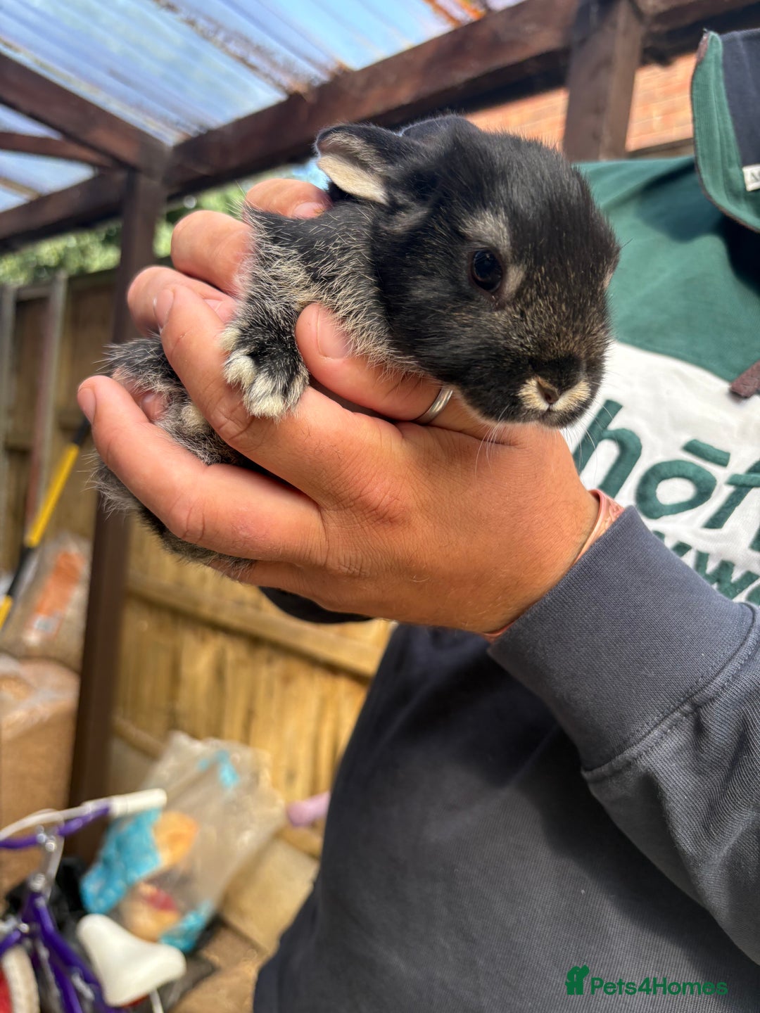 Rex rabbits for sale: Rex cross Mini Lop  - Image 9