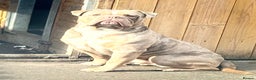 Old Tyme Bulldog dogs for stud: 💚ZUES OLD TYME LILAC TRI MERLE STUD 💚 in Barnsley - Advert 4
