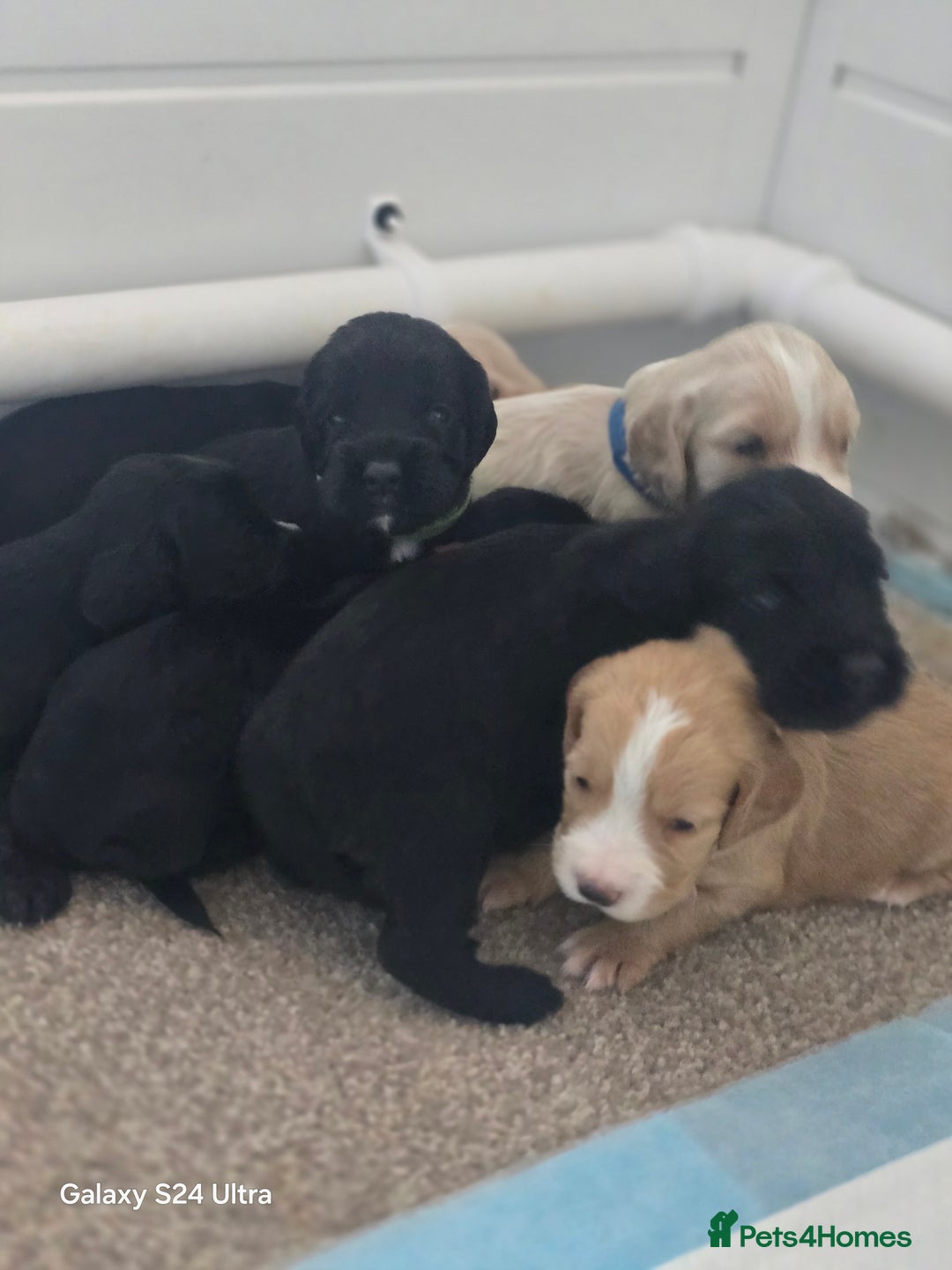 Cocker Spaniel dogs for sale: Cocker spaniel puppies 🐶  - Image 28
