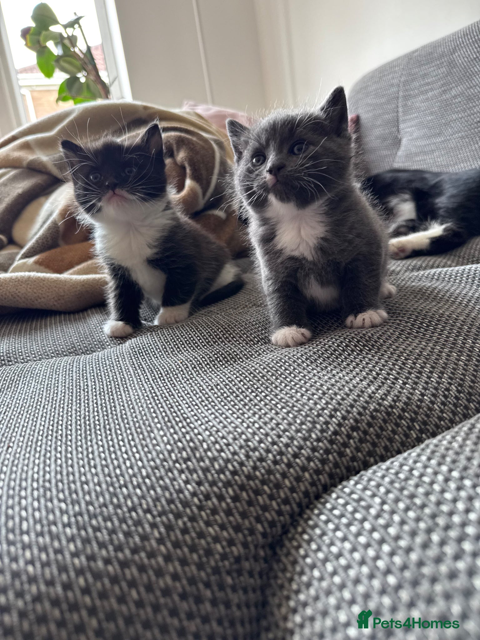 Mixed Breed cats 3 beautiful kittens for sale  - Advert 2