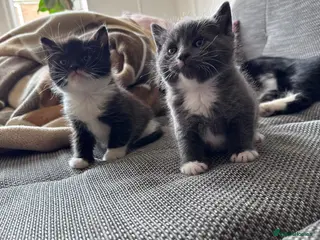 Mixed Breed cats 3 beautiful kittens for sale - Advert 5