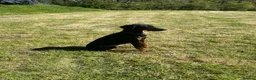 Dobermann dogs for sale: Female Doberman 6 months old in Sturminster Newton - Advert 6
