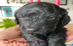 Mixed Breed dogs for sale: Sproodle x cockapoo puppies  - Image 4