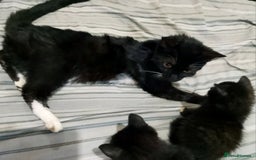 Mixed Breed cats for sale: 3 beautiful kittens - Image 7