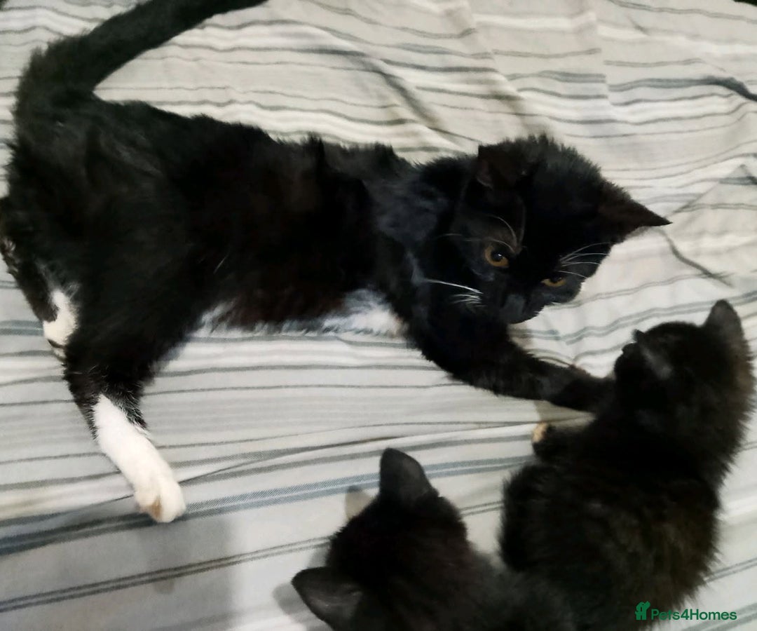 Mixed Breed cats for sale: 3 beautiful kittens - Image 7