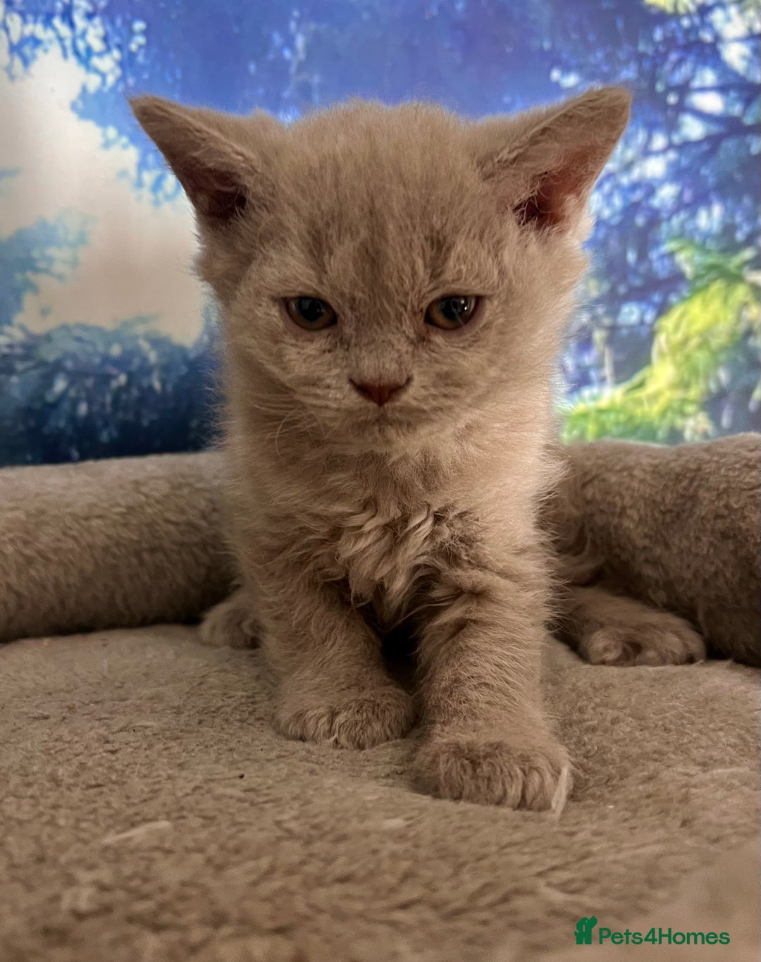 Selkirk Rex cats for sale: Gorgeous Selkirk Rex kittens - Image 18