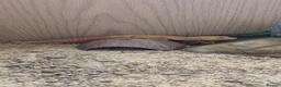 Leopard Gecko reptiles for sale: Rainforest albino leapord gecko and vivarium  in Louth - Advert 5