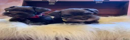 Miniature Schnauzer dogs for sale: 5*Licensed RKC Chocolate Schnauzers H/T  - Advert 17