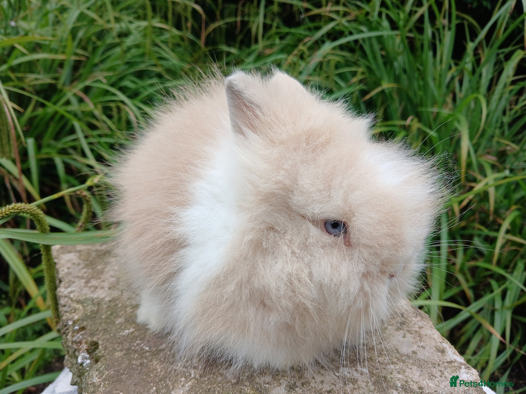 Lionhead rabbits LAST ONE Stunning DM Lionhead baby rabbits - Advert 9