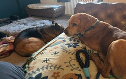 Mixed Breed dogs for adoption: Makis , a loving Cypriot boy  - Image 9