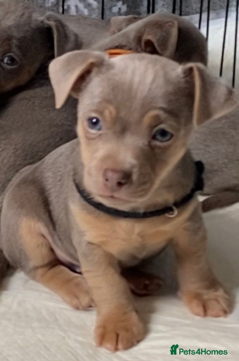 Jack Russell dogs Much Wenlock Jack Russell Puppies - Advert 14