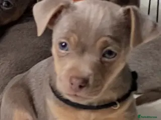 Jack Russell dogs Much Wenlock Jack Russell Puppies - Advert 14