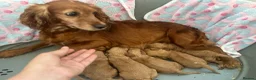 Cockapoo dogs for sale: F1 cockapoo girl puppies  - Advert 8
