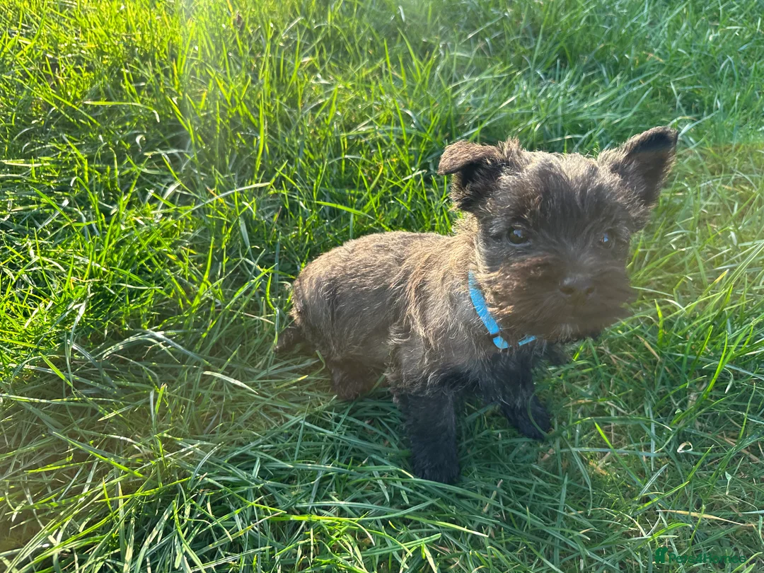 Cairn Terrier dogs for sale: Quality Beautiful KC Reg Cairn Terrier Puppies.  - Advert 11