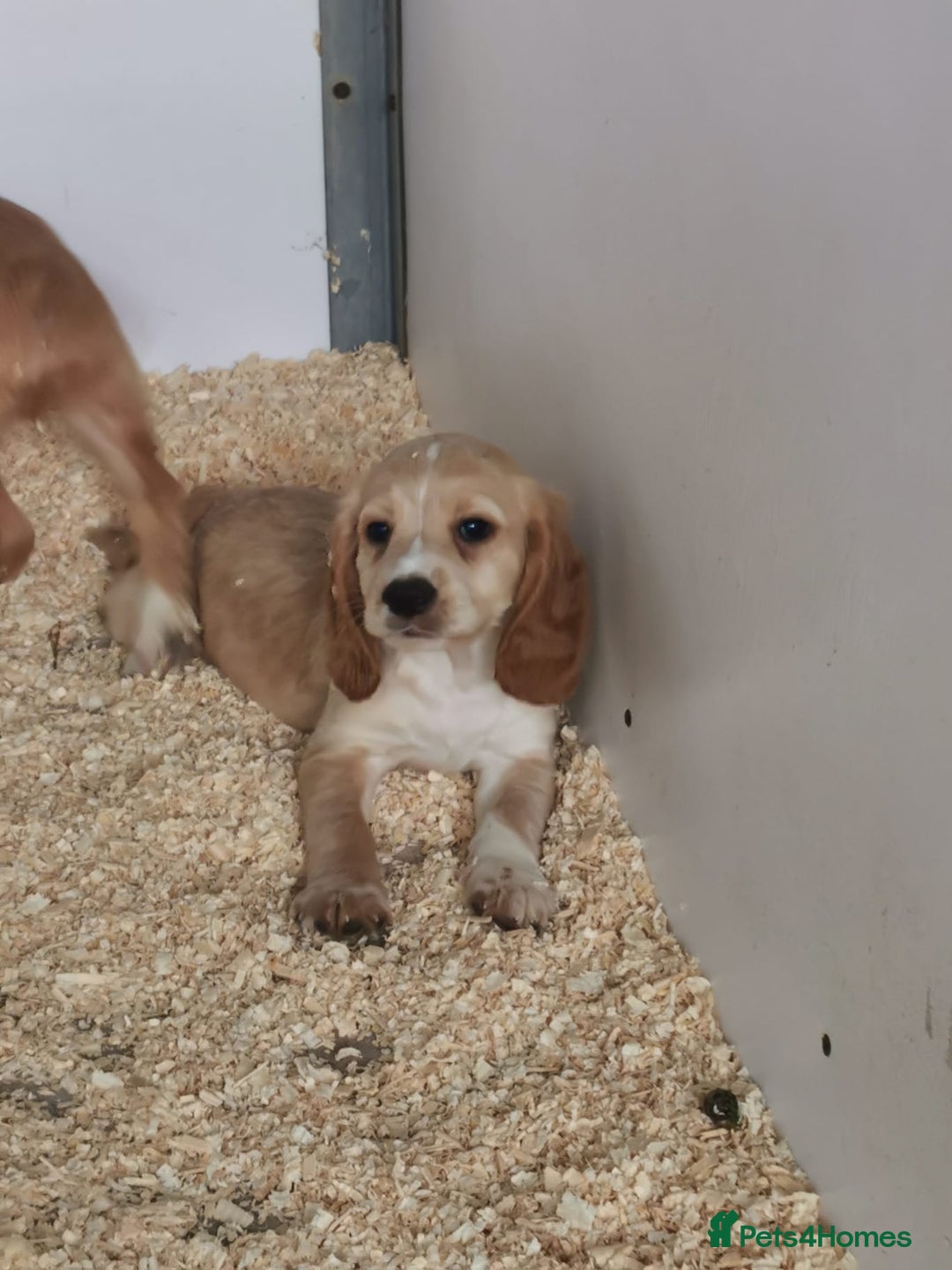 Cocker Spaniel dogs for sale: Fully vaccinated, Working type kc cocker spaniels - Image 18