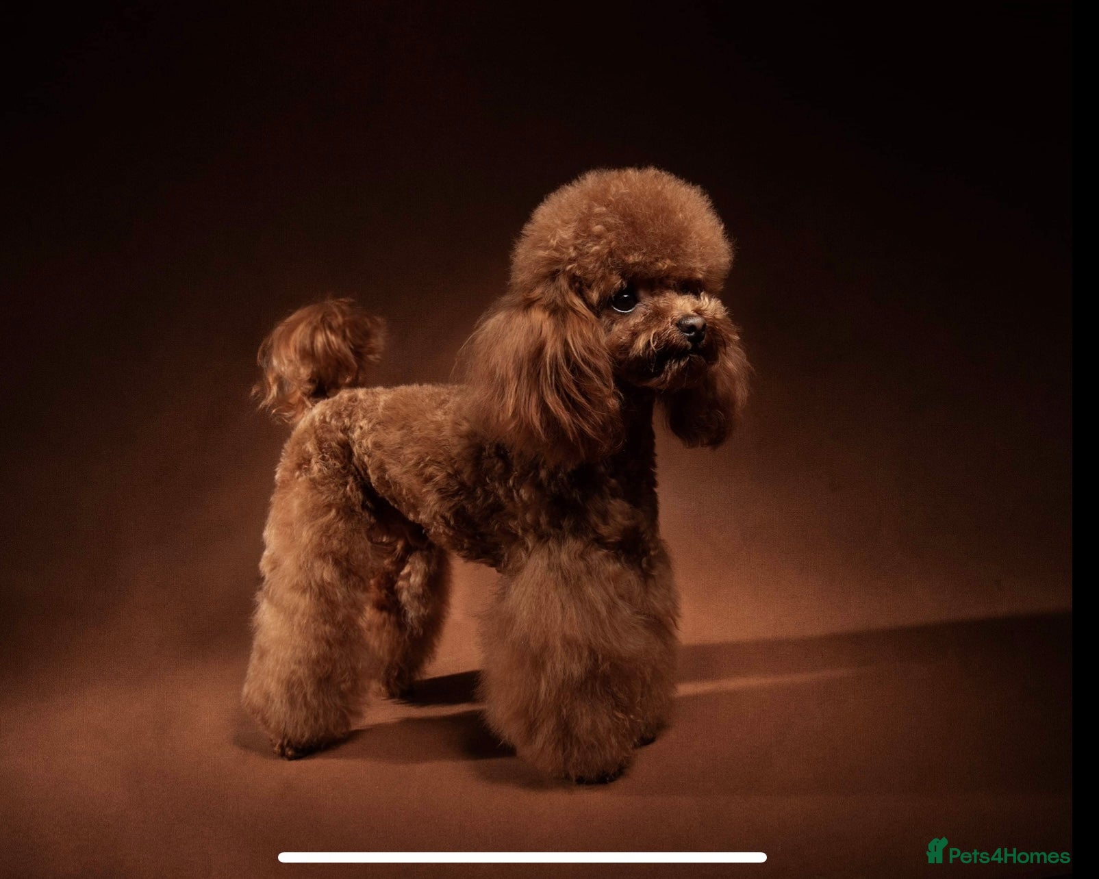 Miniature Poodle dogs TRUE to type TEDDYCUP poodle for STUD!  in Camberley - Advert 4