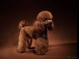 Miniature Poodle dogs TRUE to type TEDDYCUP poodle for STUD! in Camberley - Advert 10