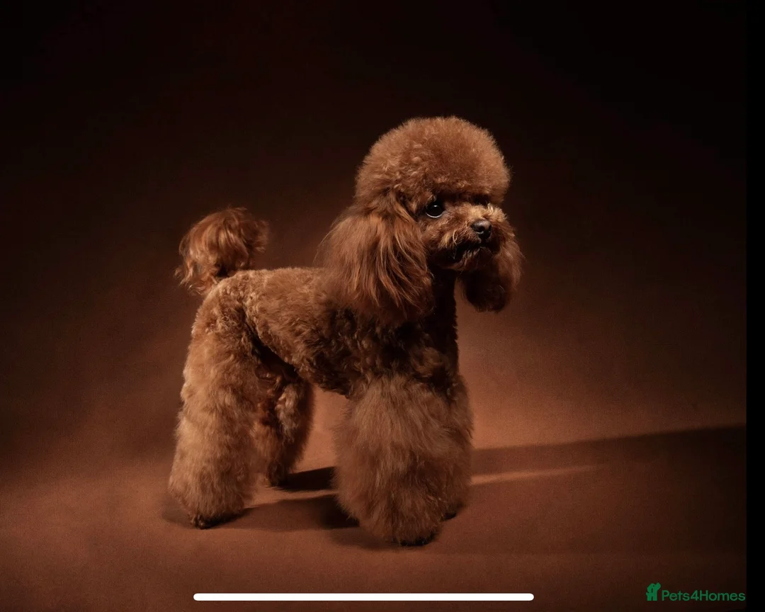 Miniature Poodle dogs for stud: TRUE to type TEDDYCUP poodle for STUD!  in Camberley - Advert 1