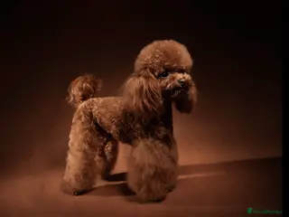 Miniature Poodle dogs TRUE to type TEDDYCUP poodle for STUD! in Camberley - Advert 7