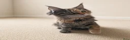 Maine Coon cats for sale: Gorgeous Female Maine Coon Kitten  - Advert 6