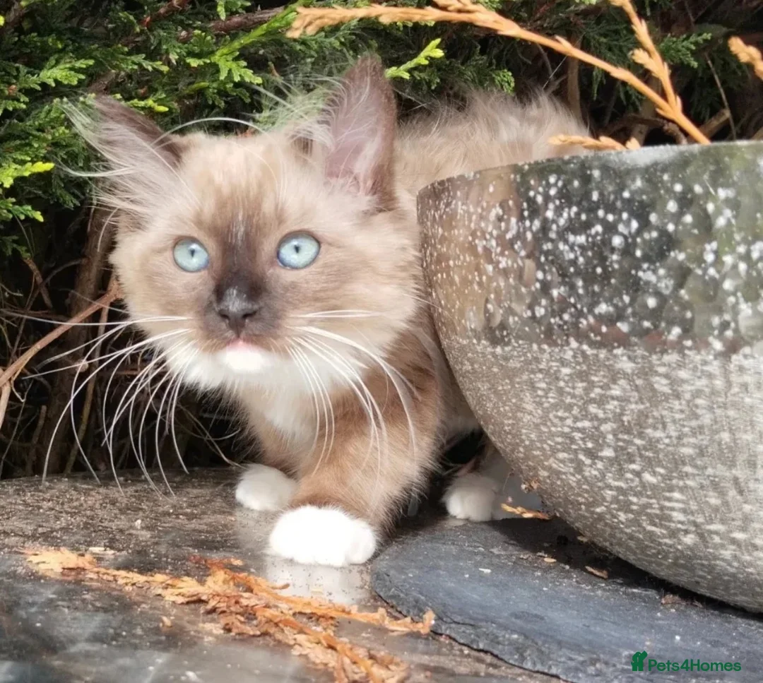 Ragdoll cats for sale: Purebred Ragdoll Kittens  - Advert 1