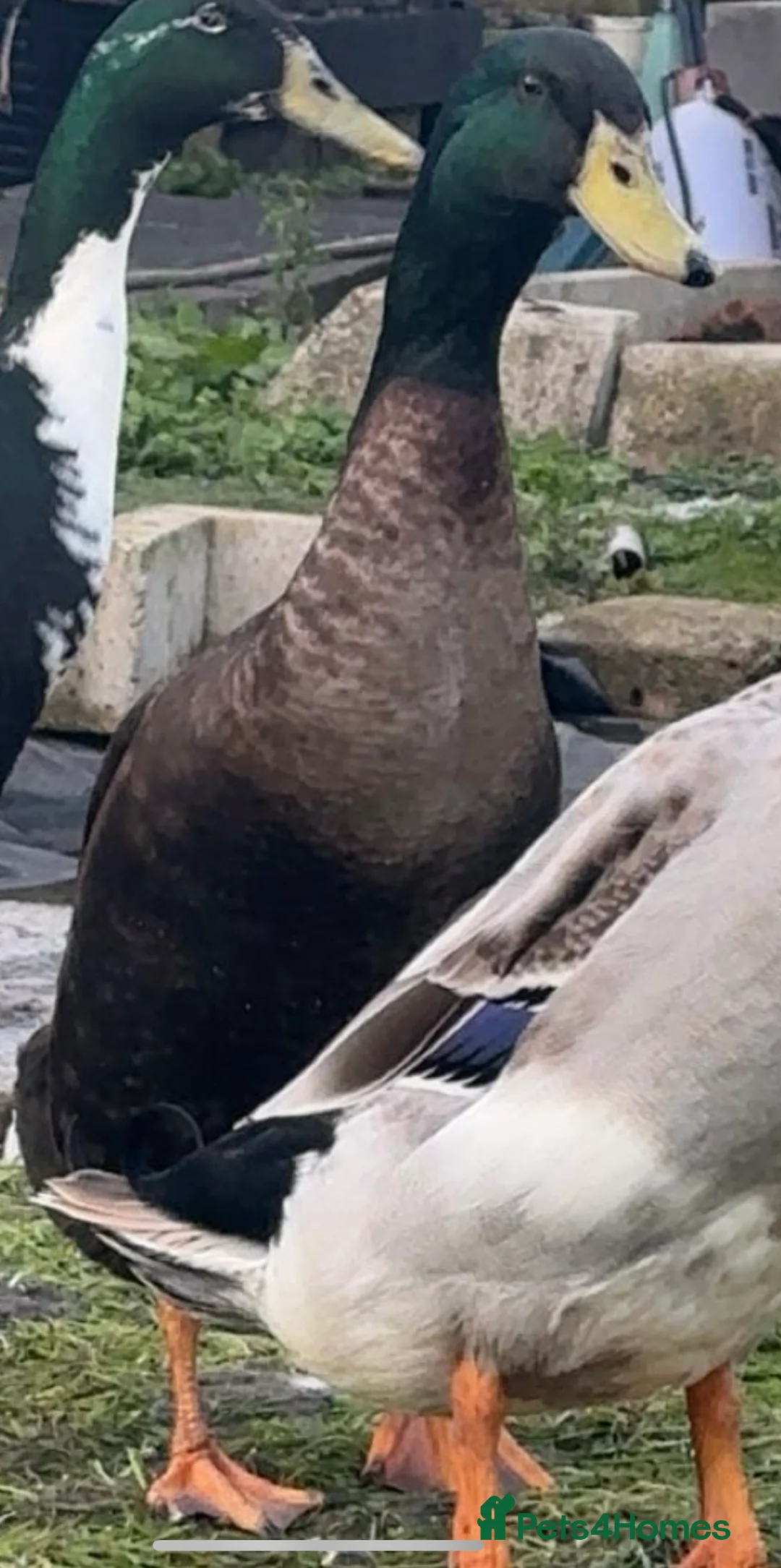 Ducks poultry for sale: Indian runner duck in Chester-le-Street - Advert 2