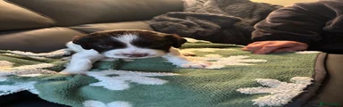 English Springer Spaniel 3