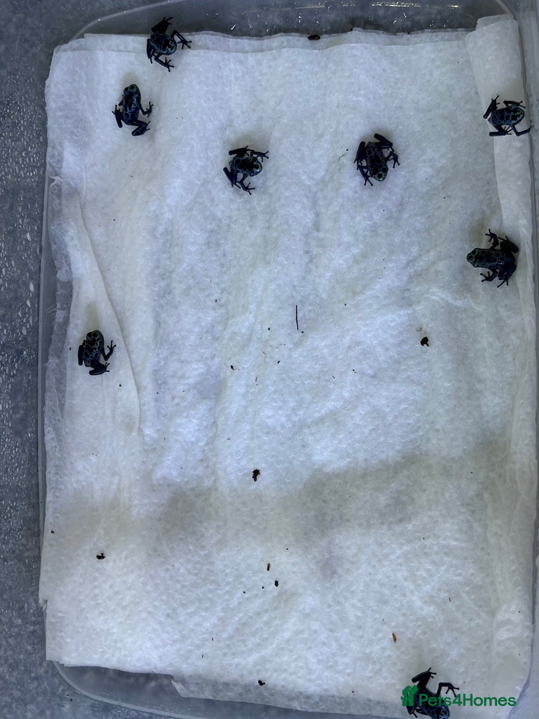 Frog reptiles for sale: Dendrobates Azureus froglets 3+ OOW ! - Image 3