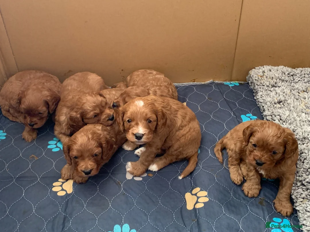 Cavapoo dogs for sale: Lovely home reared Cavapoos for sale - Advert 1